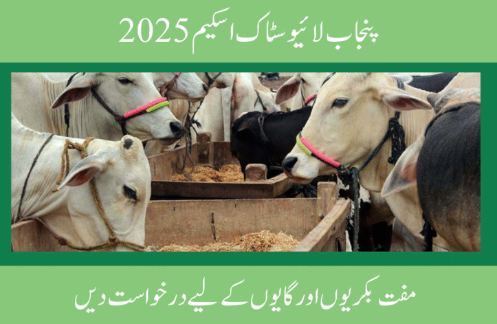 Apply for Free Goats and Cows Under Punjab Livestock Scheme 2025