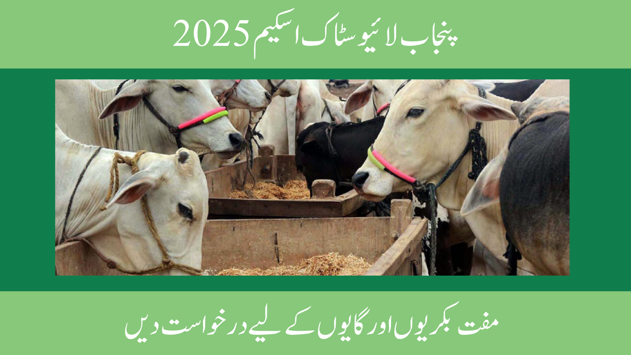 Punjab Livestock Scheme 2025